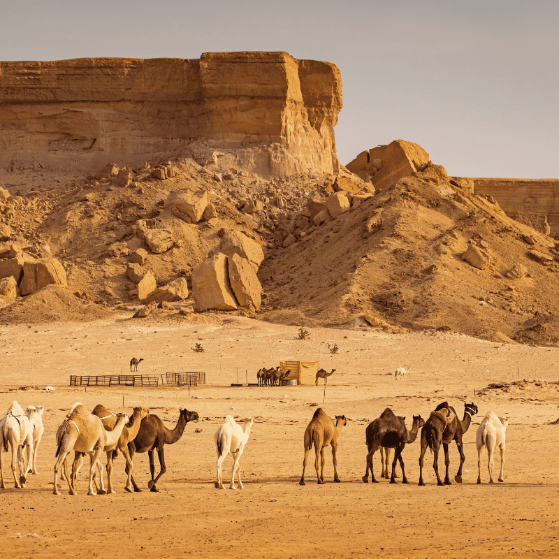 Desserts of Saudi Arabia with walking camels. a tourist attraction place